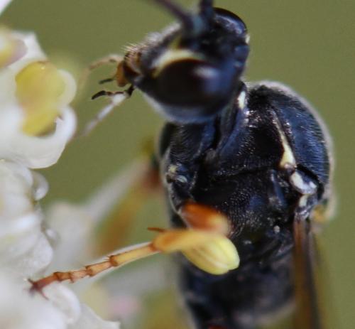 Réf. 265 028 : Ctenichneumon panzeri